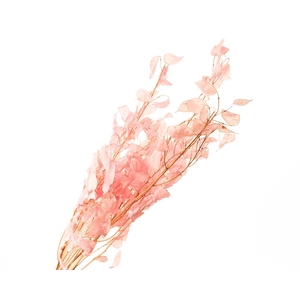 Lunaria Pink
