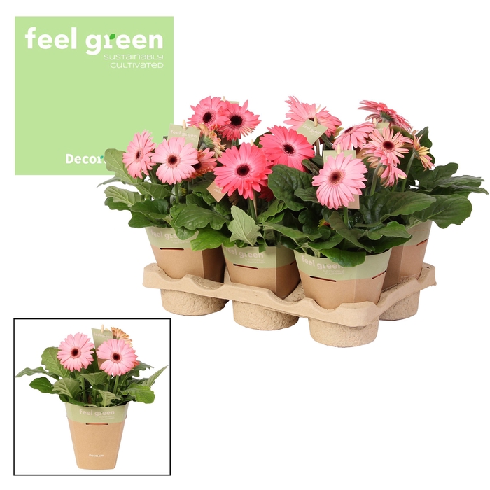 <h4>Gerbera rosetinten 2+ bl. Feel Green, nature pc Decorum</h4>