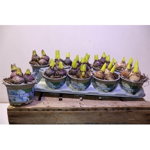 arr8 Hyacin Gem 3 Kl