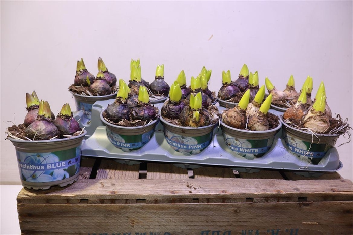 <h4>Hyacin Gem 3 Kl</h4>