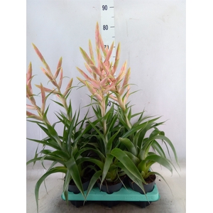 Tillandsia  'Dolce'