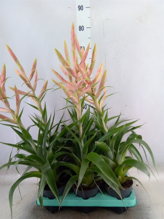 <h4>Tillandsia  'Dolce'</h4>