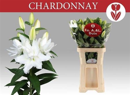 <h4>Li Or Du Chardonnay 5+</h4>