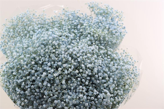 <h4>Gyps Grof Baby Blue (dip)</h4>