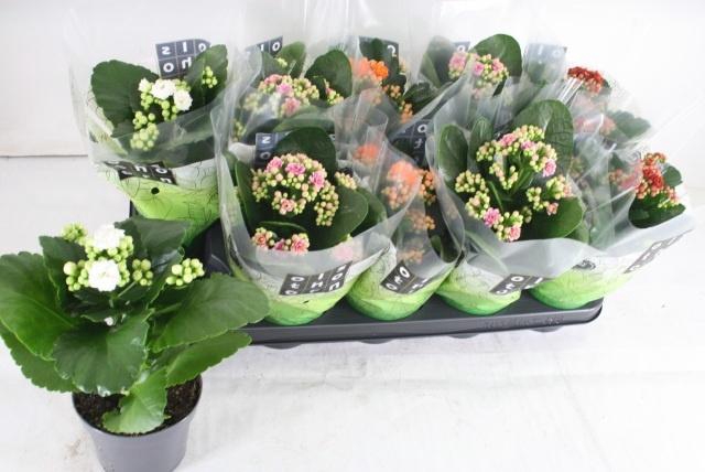 <h4>KAL GE GEM 4 KL</h4>