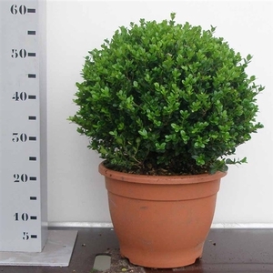 Buxus microphylla 'Faulkner' 45cm bol