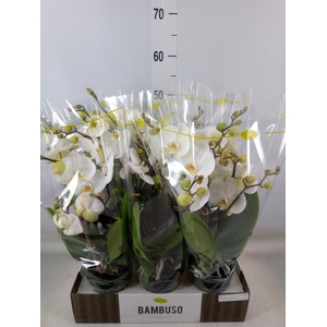 Phalaenopsis   ...white