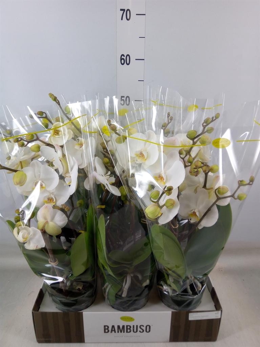 <h4>Phalaenopsis   ...white</h4>