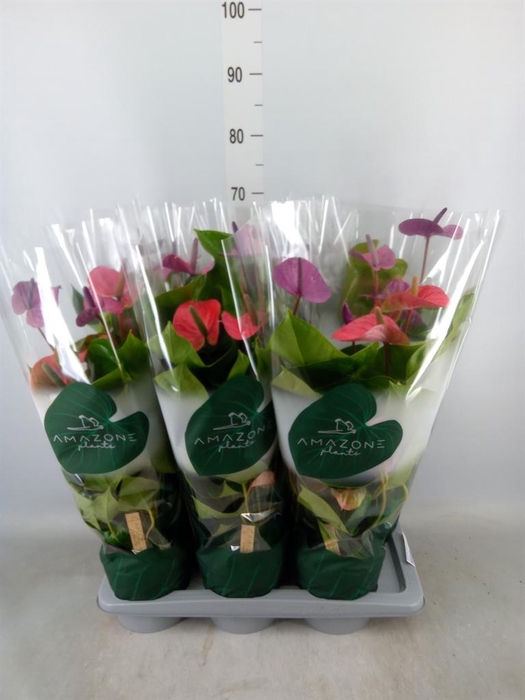 <h4>Anthurium andr. 'Cavalli'</h4>