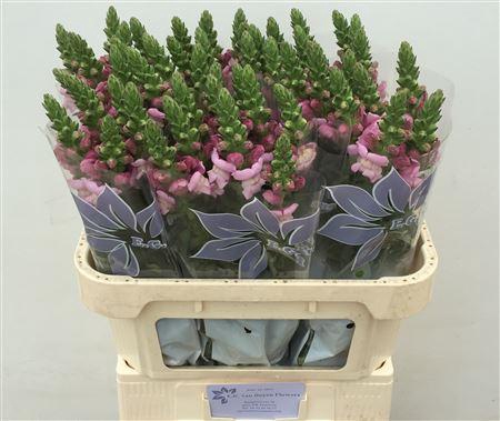 <h4>ANTIR MARY LAVENDER</h4>