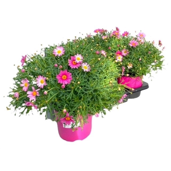 <h4>Argyranthemum Frutescens "struik" - ROZE</h4>