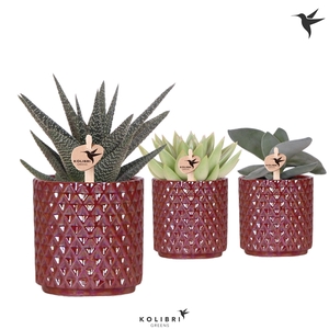 Kolibri Greens Succulenten mix in Diamond Pearl pot red