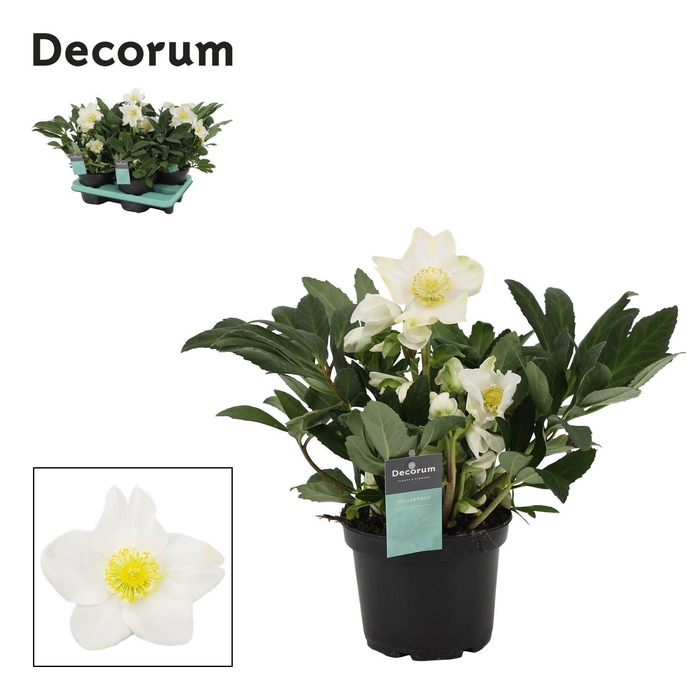 <h4>Helleborus Viv Victor XL Decorum</h4>