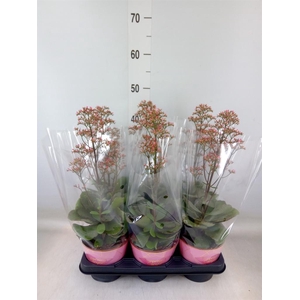 Kalanchoe  'WildFlow Surp Canyon'