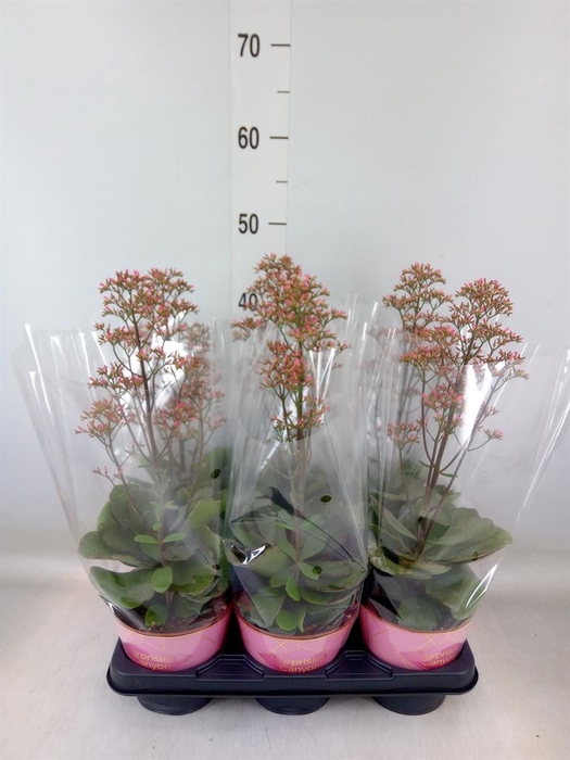 <h4>Kalanchoe  'WildFlow Surp Canyon'</h4>