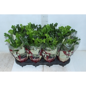 ASPLENIUM LESLIE P14