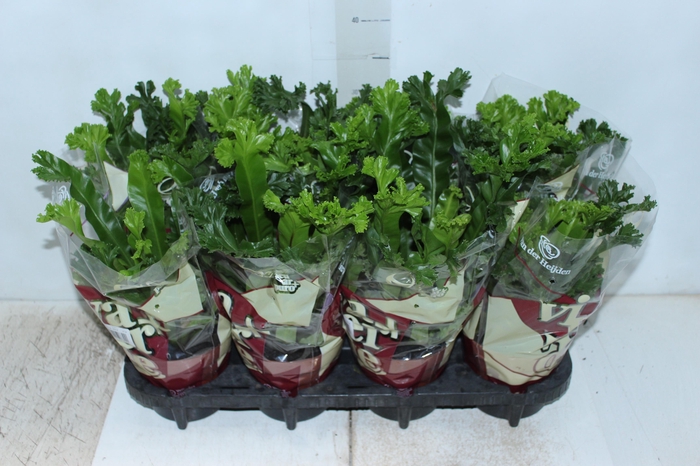 ASPLENIUM LESLIE P14