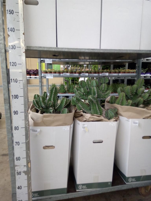 <h4>Euphorbia   ...</h4>