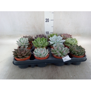 Echeveria   ...mix