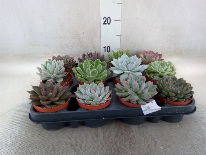 <h4>Echeveria   ...mix</h4>