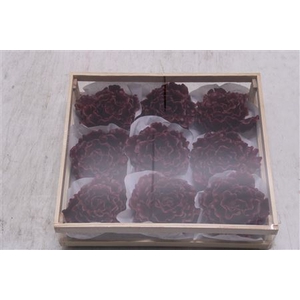 Wax Pioen Bordeaux