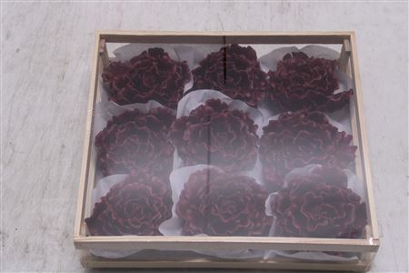 <h4>Wax Pioen Bordeaux</h4>