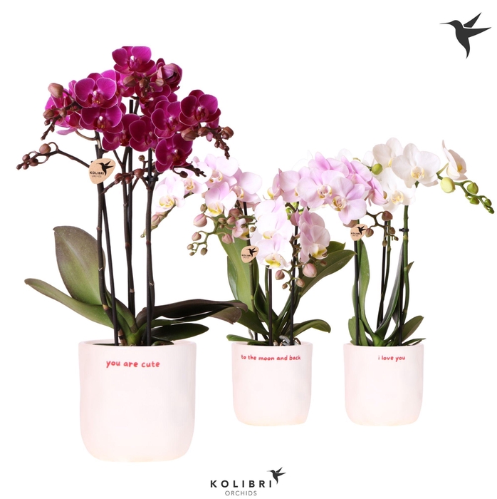 <h4>Kolibri Orchids Phalaenopsis mix 3 spike in Love pot mix</h4>