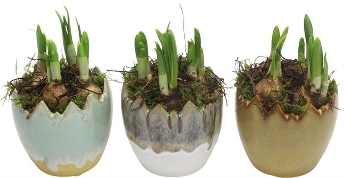 <h4>0919 EI PASEN MIX</h4>