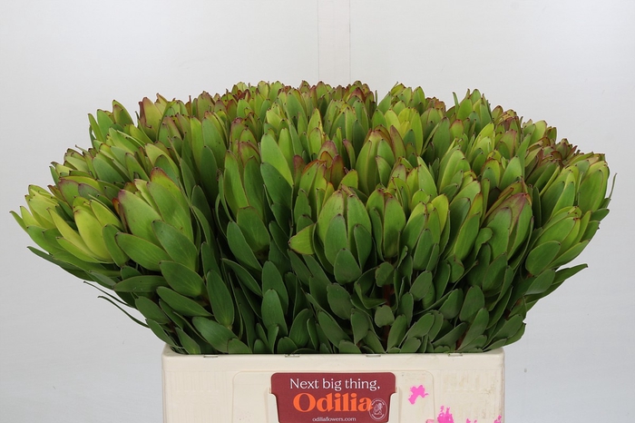 <h4>Leucadendron Goldstrike</h4>