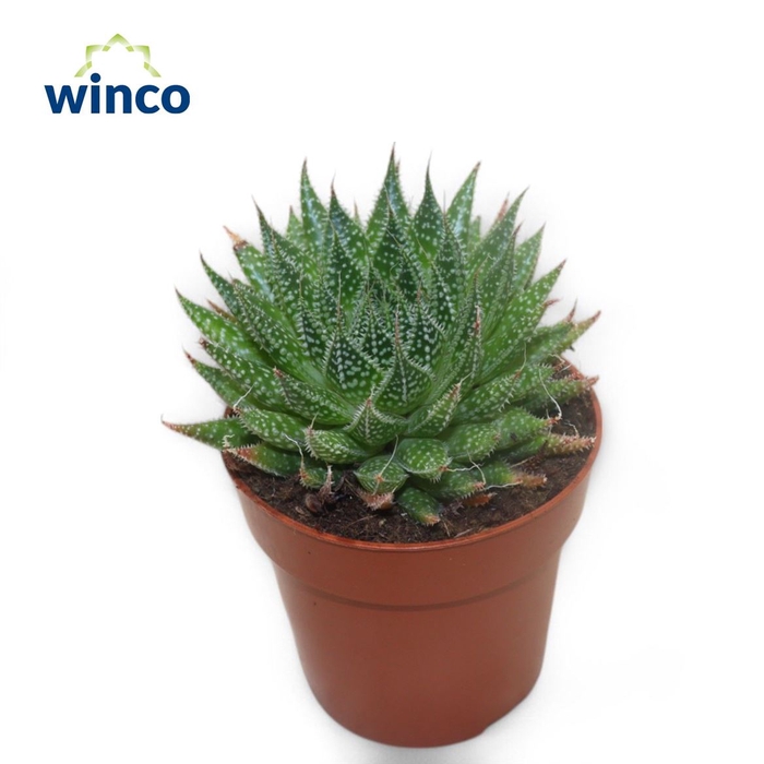 <h4>Aloe Aristata</h4>