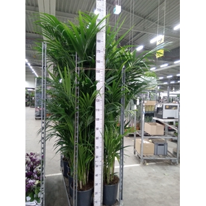 Howea forsteriana