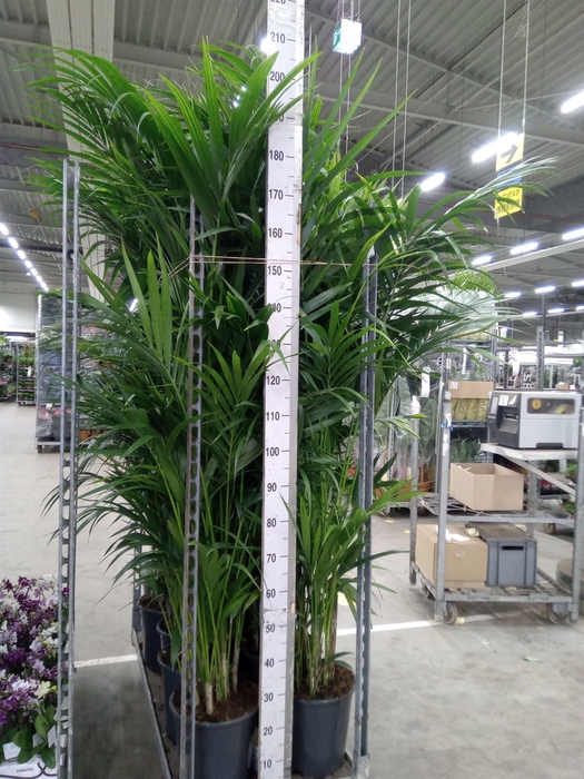 <h4>Howea forsteriana</h4>