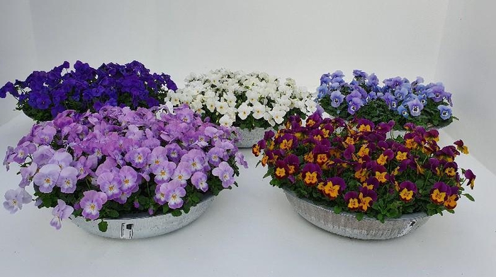 <h4>Viola Co Gemengd Kar gemengd Zink Schaal</h4>