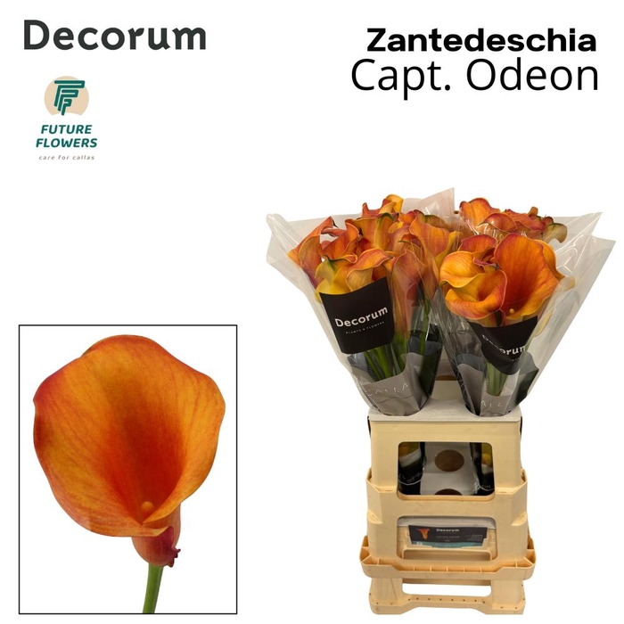 <h4>Zant Capt Odeon</h4>