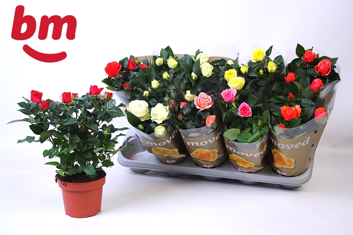 <h4>RO B MONDE GEM</h4>