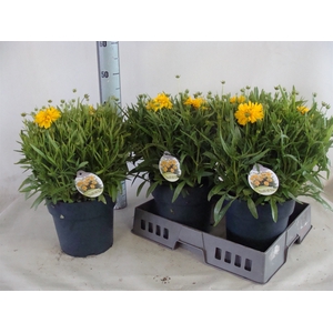 Coreopsis grand. 'Double the Sun'
