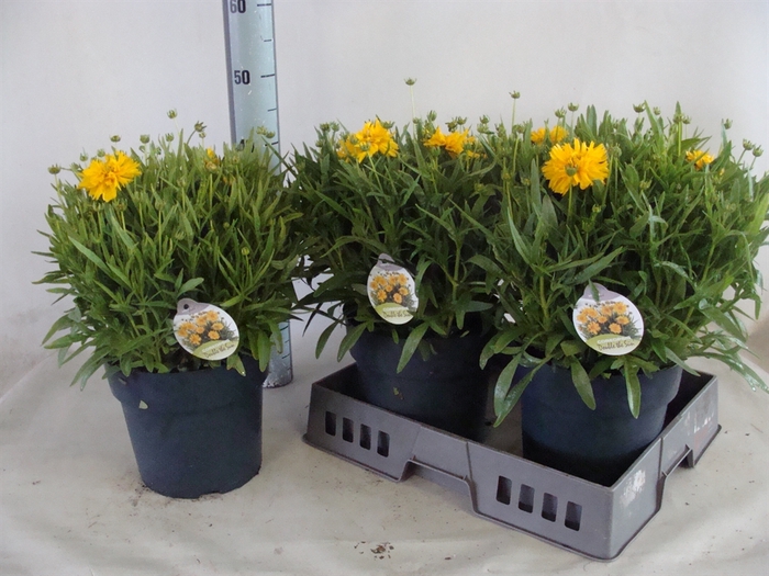 <h4>Coreopsis grand. 'Double the Sun'</h4>