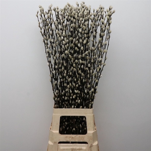 Salix caprea 'Snow Flake'