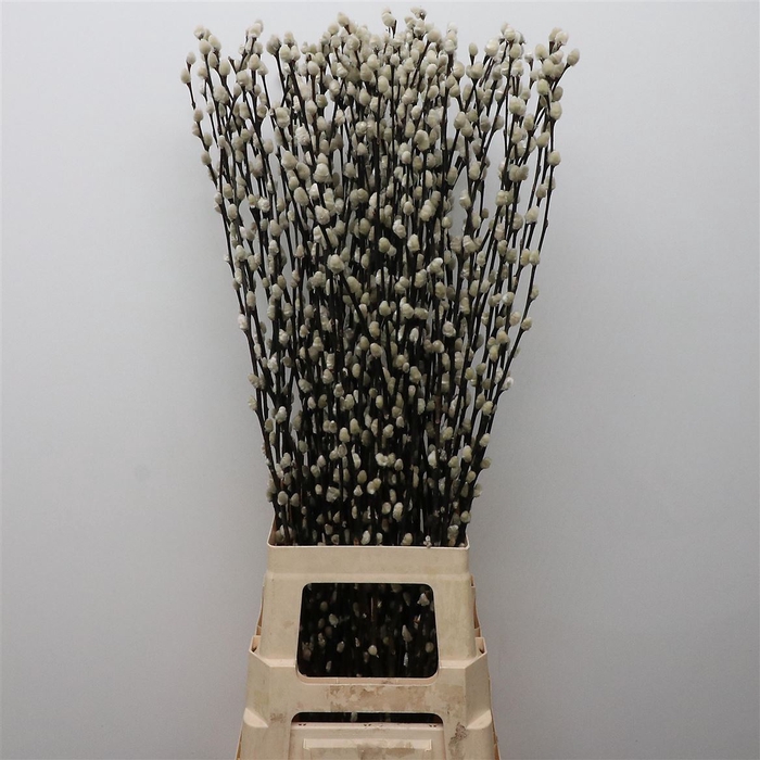 <h4>Salix caprea 'Snow Flake'</h4>