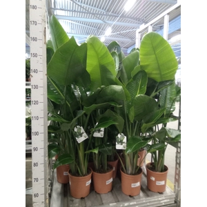 Strelitzia nicolai