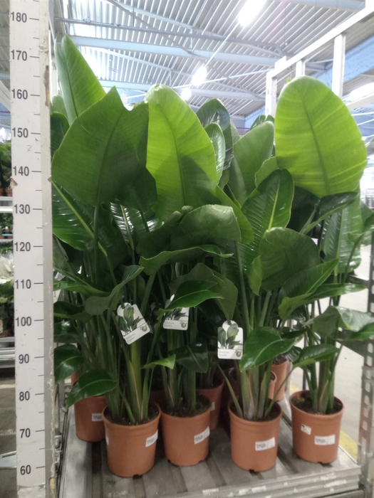 <h4>Strelitzia nicolai</h4>