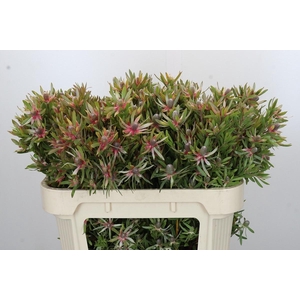 LEUCAD AYOBA ST PEAR