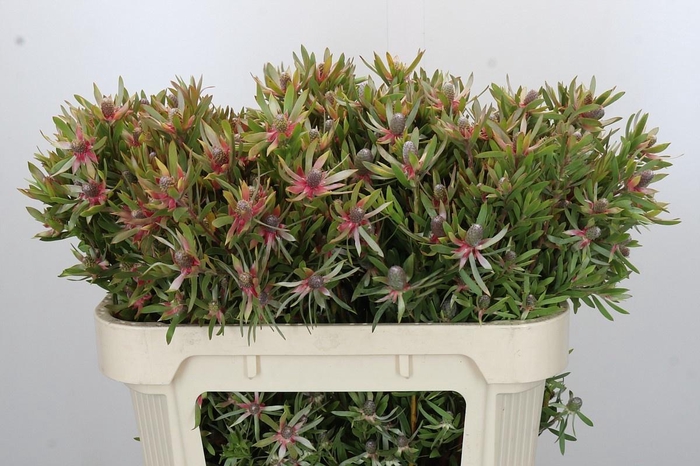 <h4>LEUCAD AYOBA ST PEAR</h4>