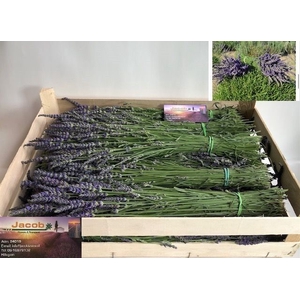 LAVANDULA ANGUST BOS