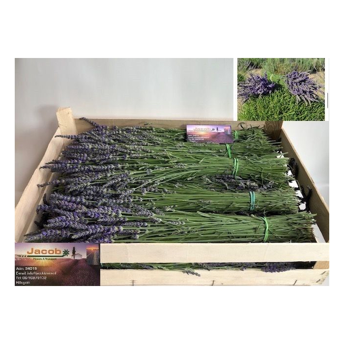 <h4>LAVANDULA ANGUST BOS</h4>