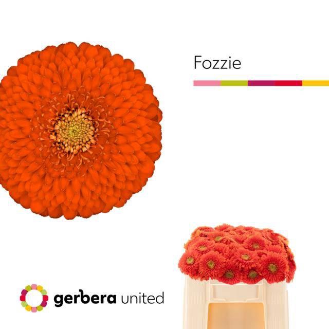 <h4>GE MB FOZZIE</h4>