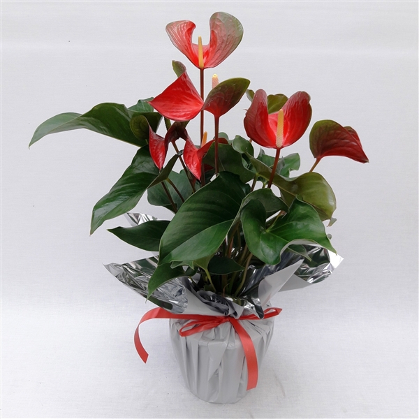 <h4>Anthu Dynamite Red kerst Rondello Wit</h4>