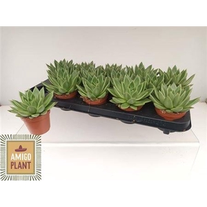 Echeveria 'Miranda'