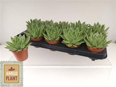 <h4>Echeveria 'Miranda'</h4>
