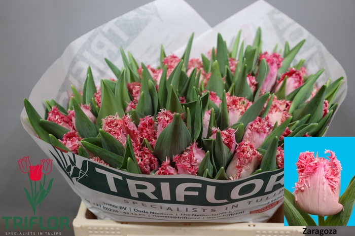 <h4>TU FR ZARAGOZA</h4>